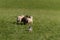 Herding Dog Runs Group of Sheep Ovis aries Out Into Field