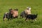 Herding Dog Runs Out Group of Sheep Ovis aries