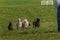 Herding Dog Runs Sheep Ovis aries Up to Shepherd on Trials Course Autumn