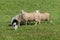 Herding Dog Walks Up on Group of Sheep (Ovis aries)