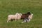 Herding Dog Walks Up on Line Sheep Ovis aries