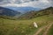 Herding dogs in a pasture in the mountains