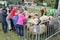 After the herding down of the sheep, Austria.