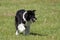 Herding sheep this black and white Border Collie Dog offset in meadow. Concept of working dogs