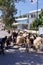 Herding Sheep And Goats On The Island Of Leros, Greece, Europe