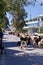 Herding Sheep And Goats On The Island Of Leros, Greece, Europe