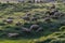 Herding sheep in green-coloured grassland in Turkey