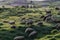 Herding sheep in green-coloured grassland in Turkey