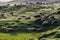 Herding sheep in green-coloured grassland in Turkey