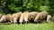 Herding Sheep in Mountains