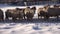 Herding Sheep in Snow Winter Mountains, Flock of Lambs Grazing Hill, Pastoral