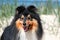 Herding shetland sheepdog sheltie dog originated in the Shetland Islands of Scotland