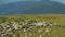 Herdmen and flock of sheep on mountain pasture. Extreme long shot. Herd of sheep grazing on grassland. Carpathians