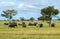 Herds of African Elephants in the Serengeti National Park