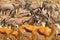 Herds of animals near the water hole, Etocha NP, Namibia, Africa. Sunny hot day in dry season in desert. Gemsbok, Oryx gazella,