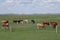 The herds of cattle on the Inner Mongolian grasslands are a beautiful sight