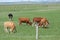 The herds of cattle on the Inner Mongolian grasslands are a beautiful sight