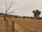 Herds of cattle are very comfortable under the Loess Valley