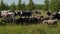 Herds of cows and fluffy sheep walk along green pastureland