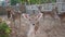 herds of deer in the aviary