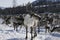 Herds of deer in the snow.