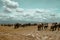 Herds of elephants at Amboseli National Park during a safari