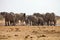 Herds of elephants with cubs are pushing at the waterhole, Etosha, Namibia