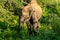 Herds of Elephants in the Udawalawe National Park on Sri Lanka.