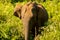 Herds of Elephants in the Udawalawe National Park on Sri Lanka.