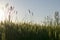 Herds field at sunset background. Blurred wild herbs and grass growing on a warm summer evening in the rays of the