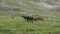 Herds of Karachai horses