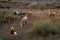 Herds on the prairie