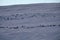 Herds of reindeer feed on top of bald hill in wintertime