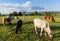 Herds Thai Cows eating grass