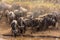 Herds of Wildebeest on the banks of the Mara River.