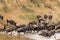 Herds of wildebeest on the Mara River. Kenya, Africa