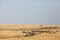 Herds of Wildebeests grazing in the grassland of Masa Mara