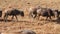 Herds of wildebeests in Ngorongoro