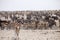 Herds of zebra and antelope at waterhole Etosha, Namibia