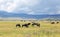 Herds of zebra and blue wildebeest grazing in the savannah