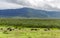 Herds of zebra and blue wildebeest grazing in the savannah