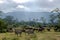 Herds of zebra and blue wildebeest grazing in the savannah