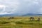 Herds of zebra and blue wildebeest grazing in the savannah