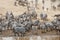 Herds of Zebra in the Masai Mara, Kenya