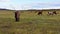 The herdsman are grazing cattle on the grassland in autumn