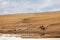 Herdsman grazing sheep in Bayanbulakk