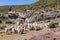 Herdsman with a herd of sheep