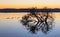 Herdsman Lake at Dawn