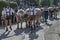 herdsmen and cows in street at Alpine Cattle Drive, Rettenberg, Germany