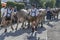 herdsmen detain cow in street at Alpine Cattle Drive, Rettenberg, Germany